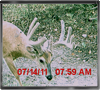 Trailcam