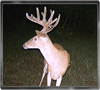 Trailcam
