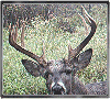 Trailcam