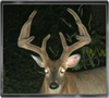 Trailcam
