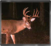 Trailcam