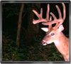 Trailcam