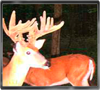Trailcam