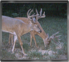 Trailcam