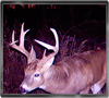 Trailcam