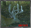 Trailcam