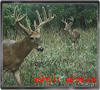 Trailcam