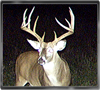 Trailcam