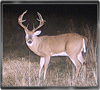 Trailcam